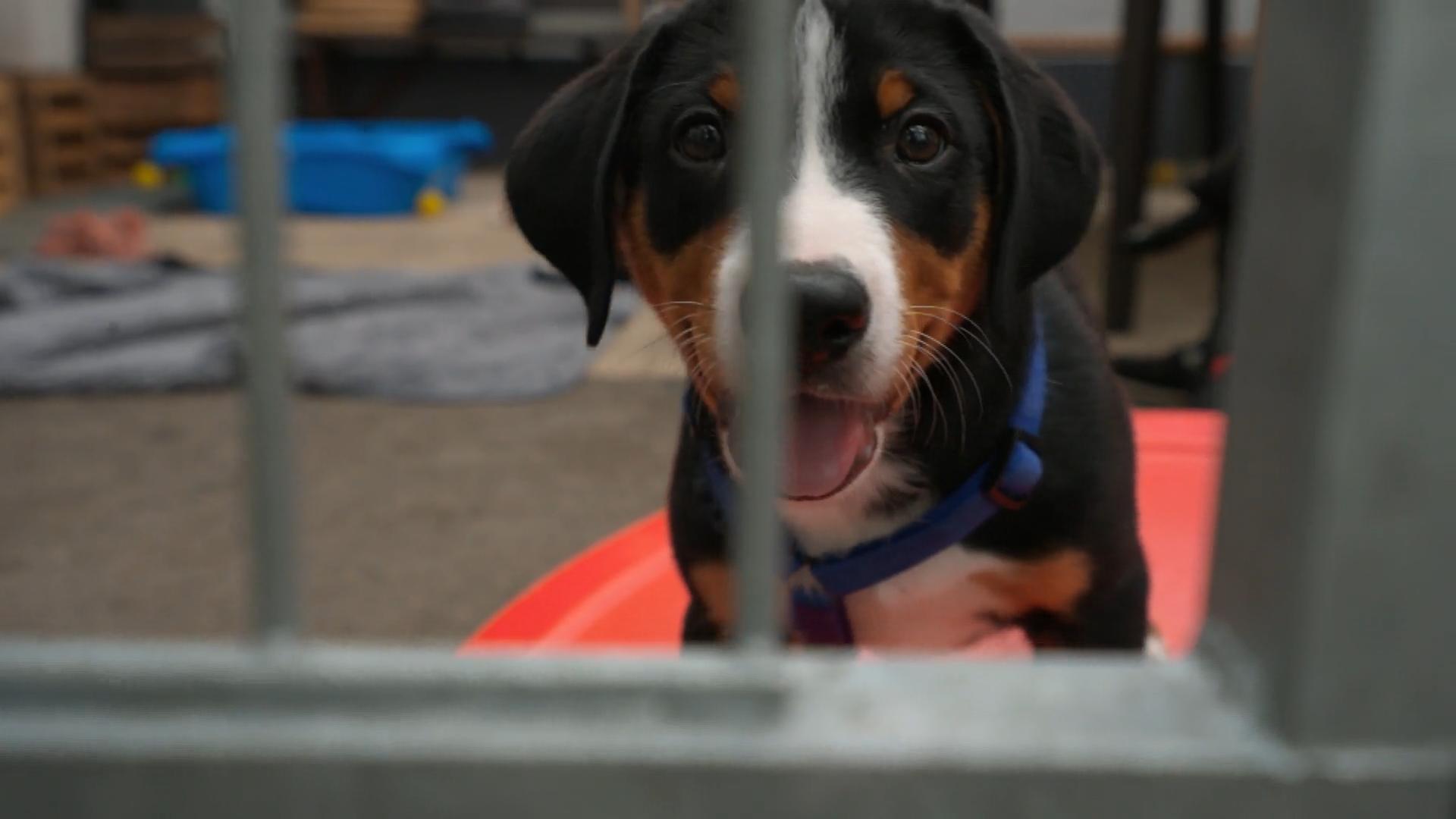 Elvis macht aber leider Probleme