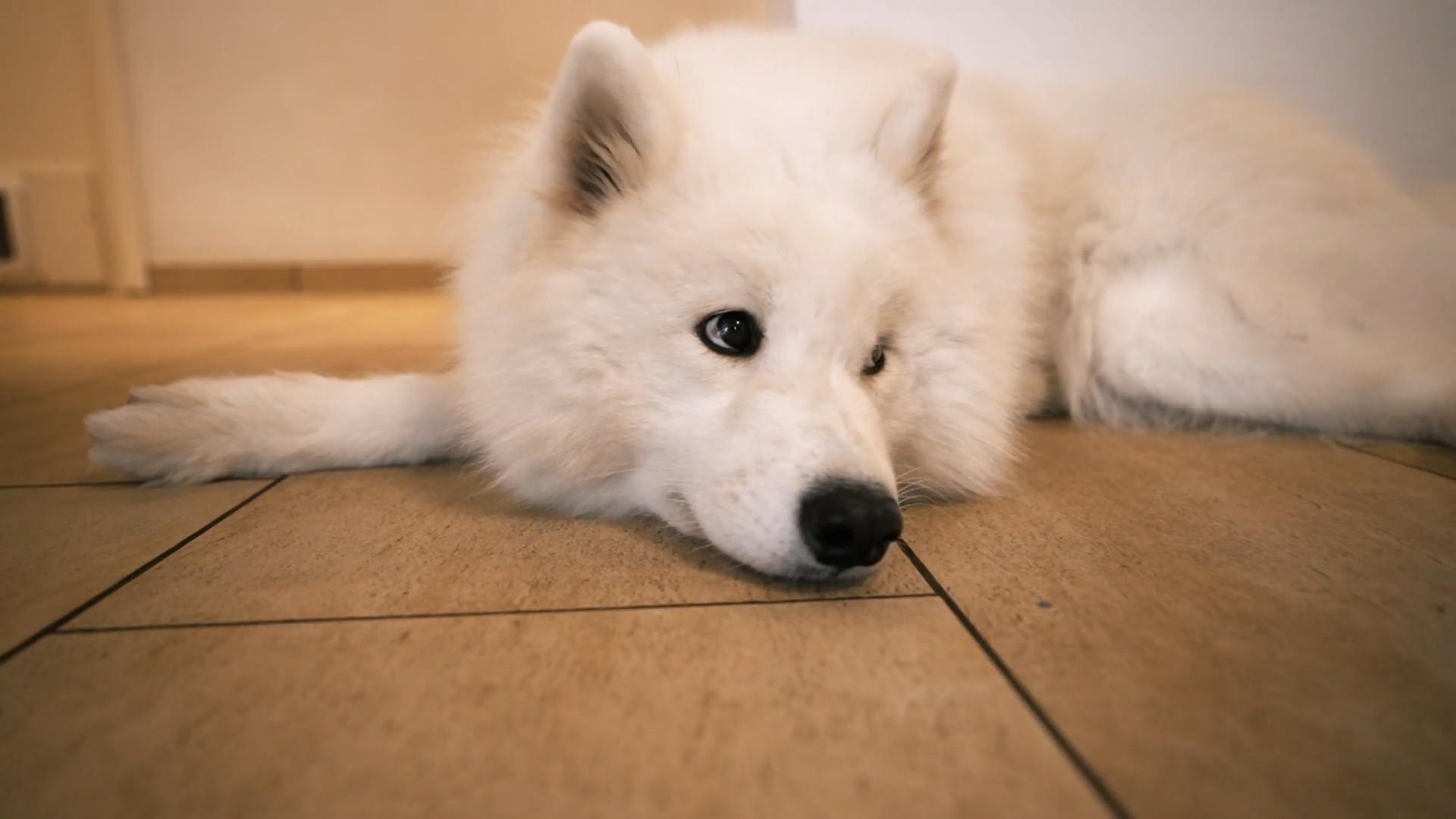 Das ganze Leben für die Hunde umgekrempelt