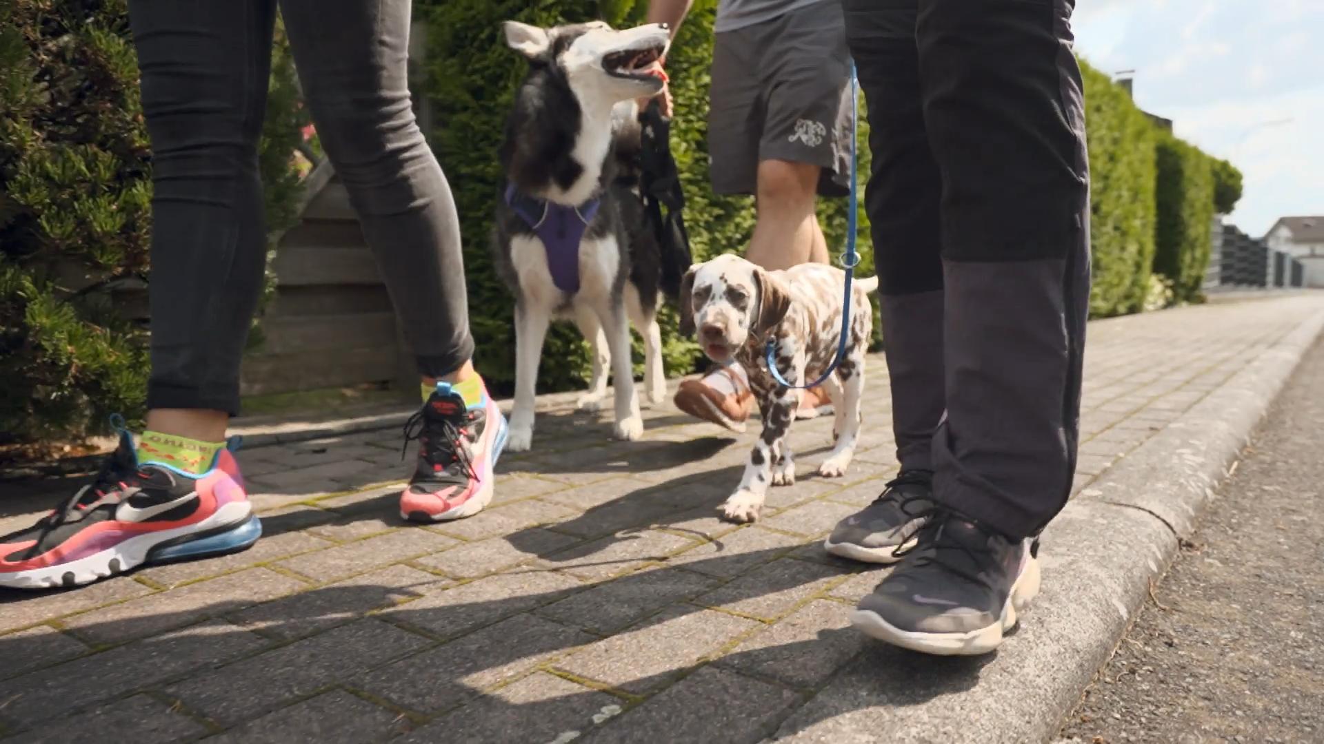 Der erste gemeinsame Spaziergang mit den Hündinnen