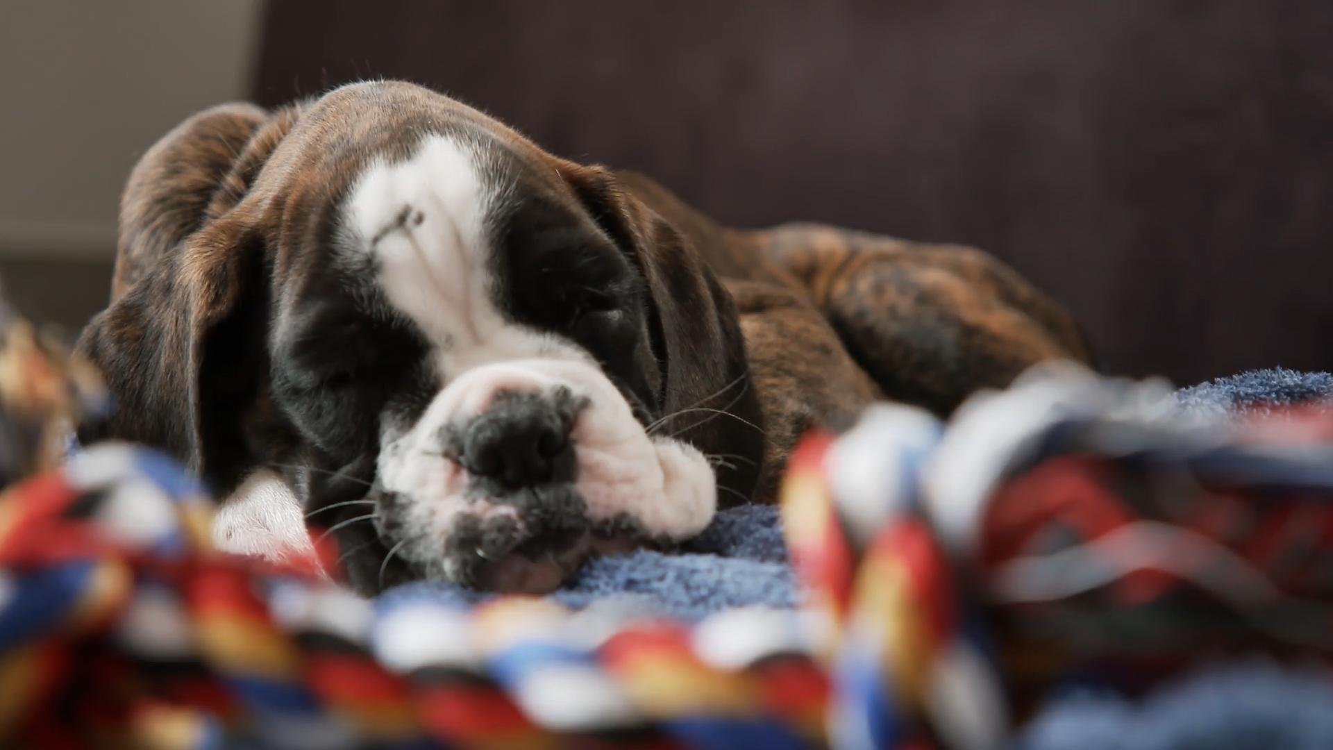 Ludwig hat einen kleinen Aufpasser
