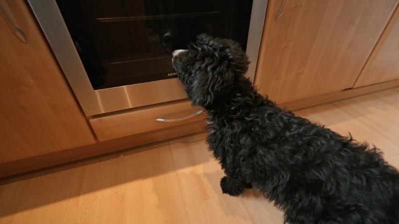 Welches Futter ist das beste für Balu?