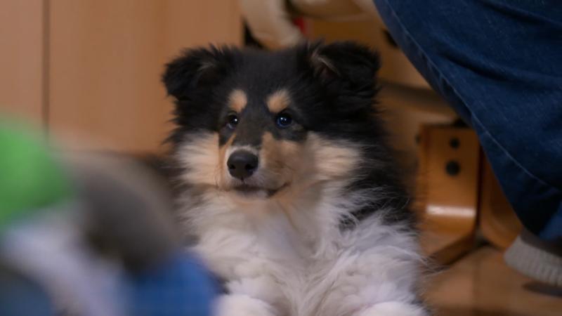 Fussel macht das Famiienleben komplett