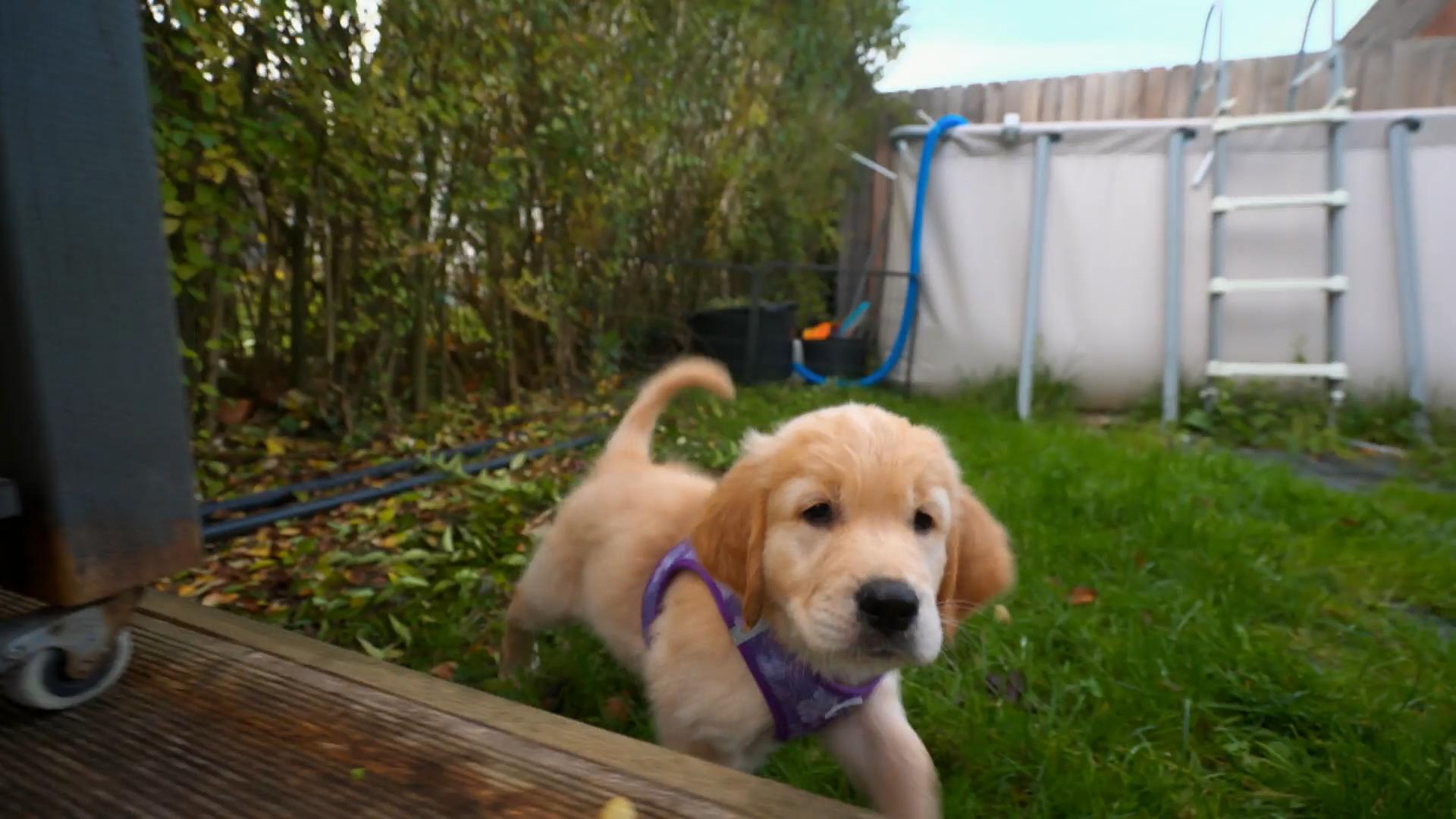 Kleiner Golden Retriever auf Erkundungstour