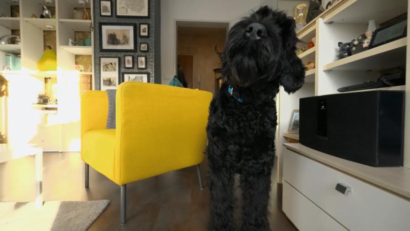 Vom Welpen zum pubertierenden Teenager