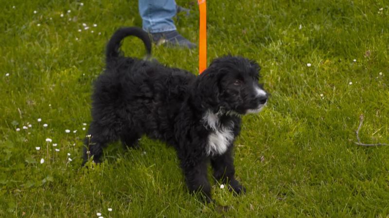 Balu muss das ständige Bellen in den Griff bekommen