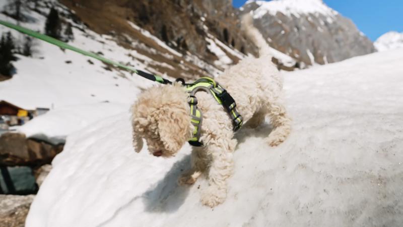 Erstes Schneeerlebnis für Welpe Falco