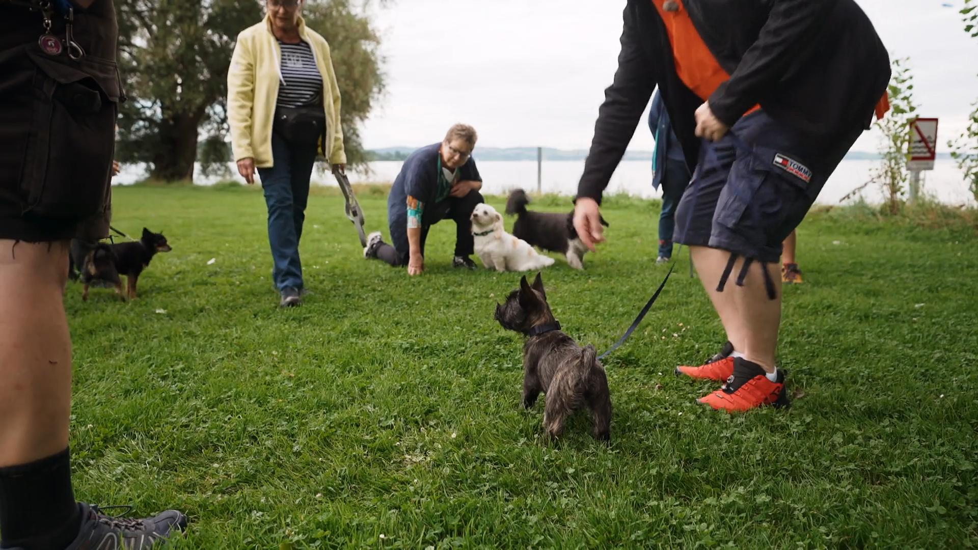 Die vielen fremden Hunde sind zu viel für Liu
