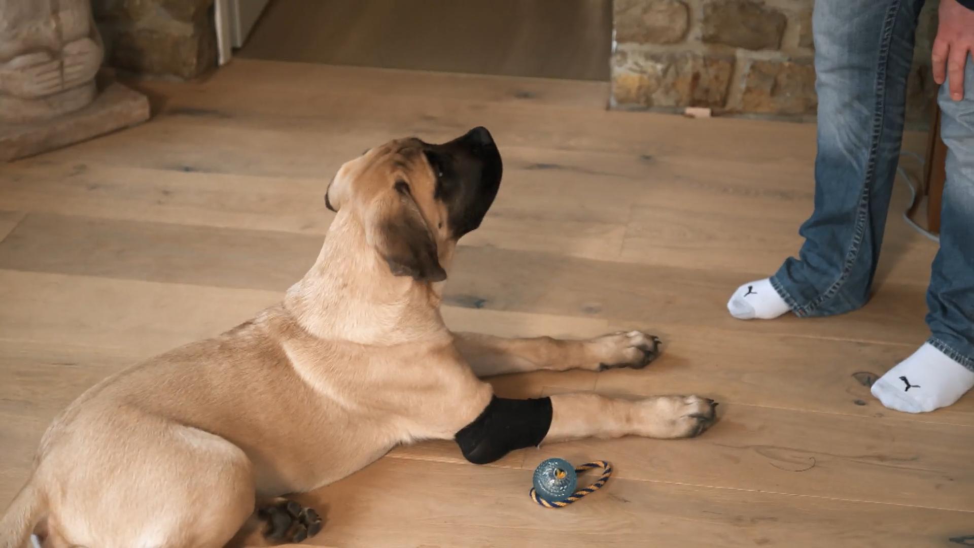Schröder - Hundetraining mal anders