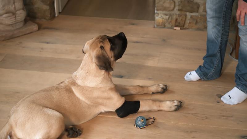 Schröder - Hundetraining mal anders