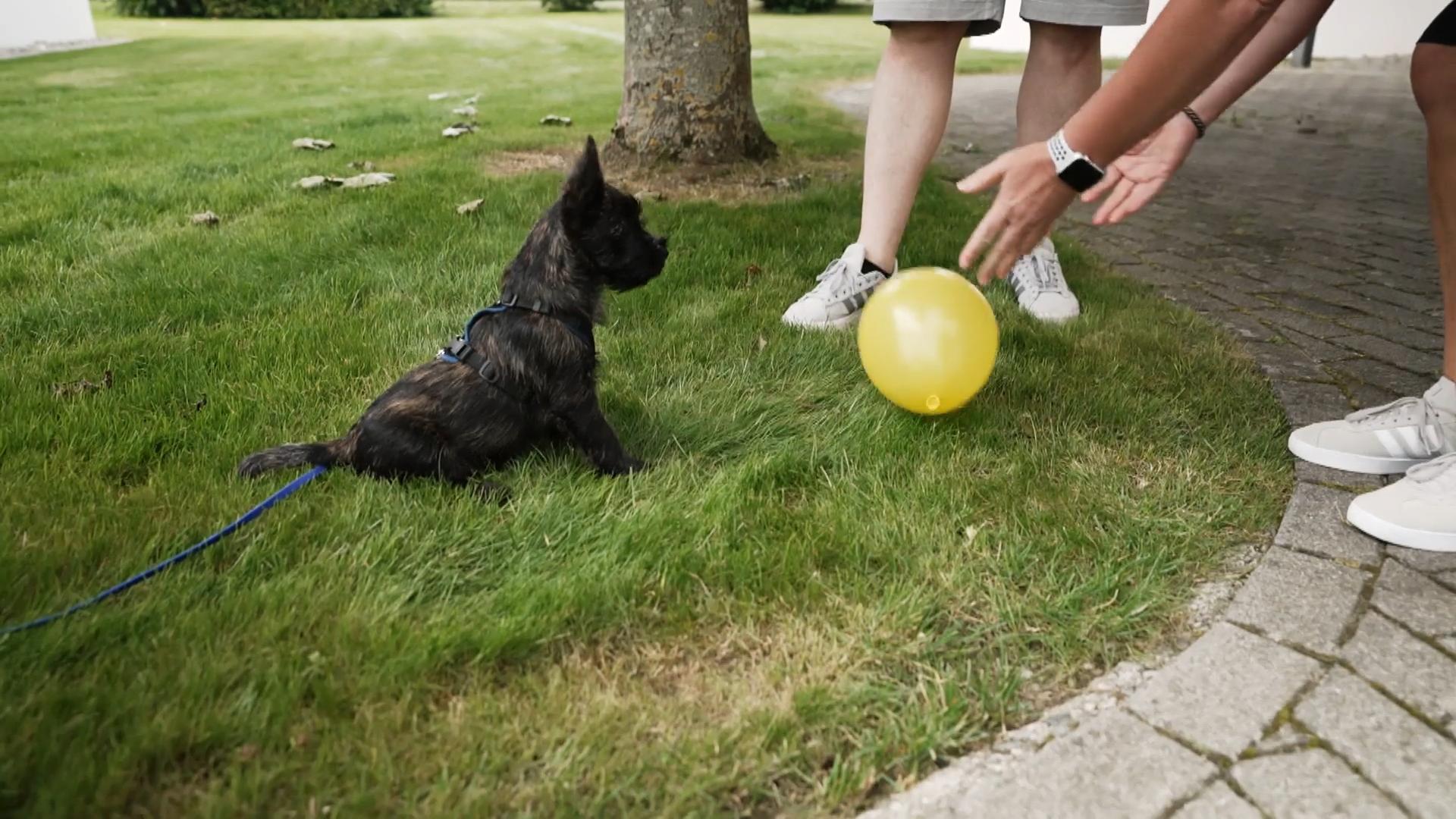 Schocktherapie mit Ballons - Gute Idee?
