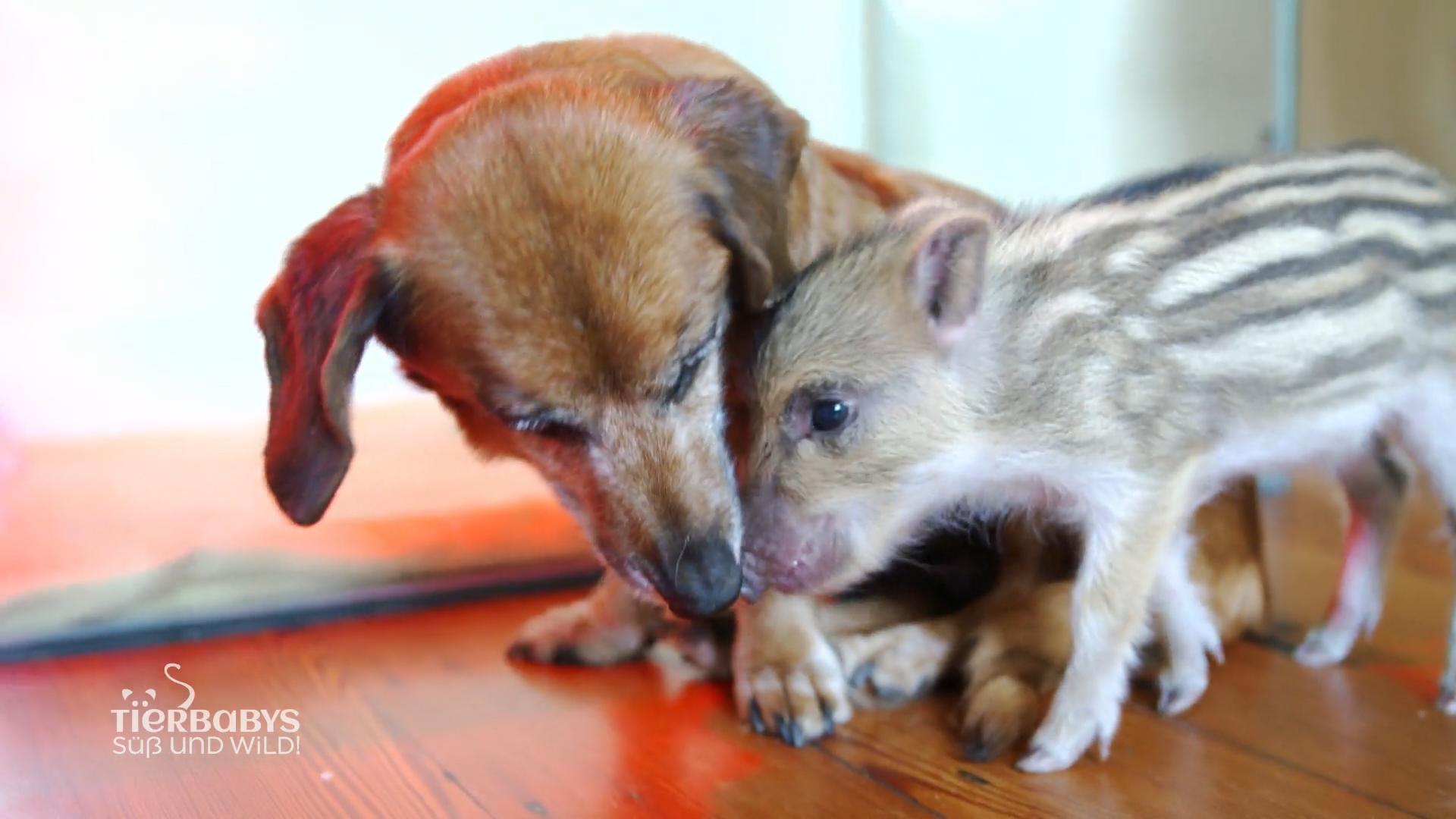 Neue Familie für Schweinchen Beethoven