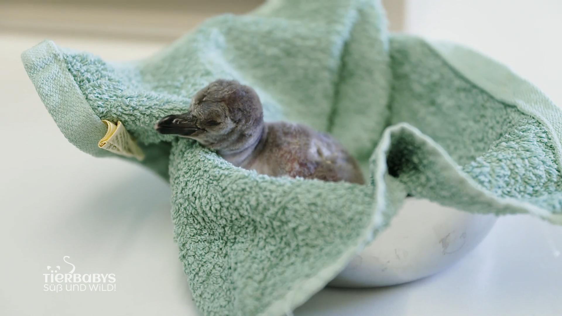 Frisch geschlüpfte Humboldt-Pinguine