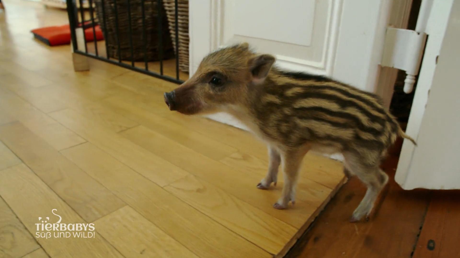 Schweinchen Beethoven hält alle auf Trab