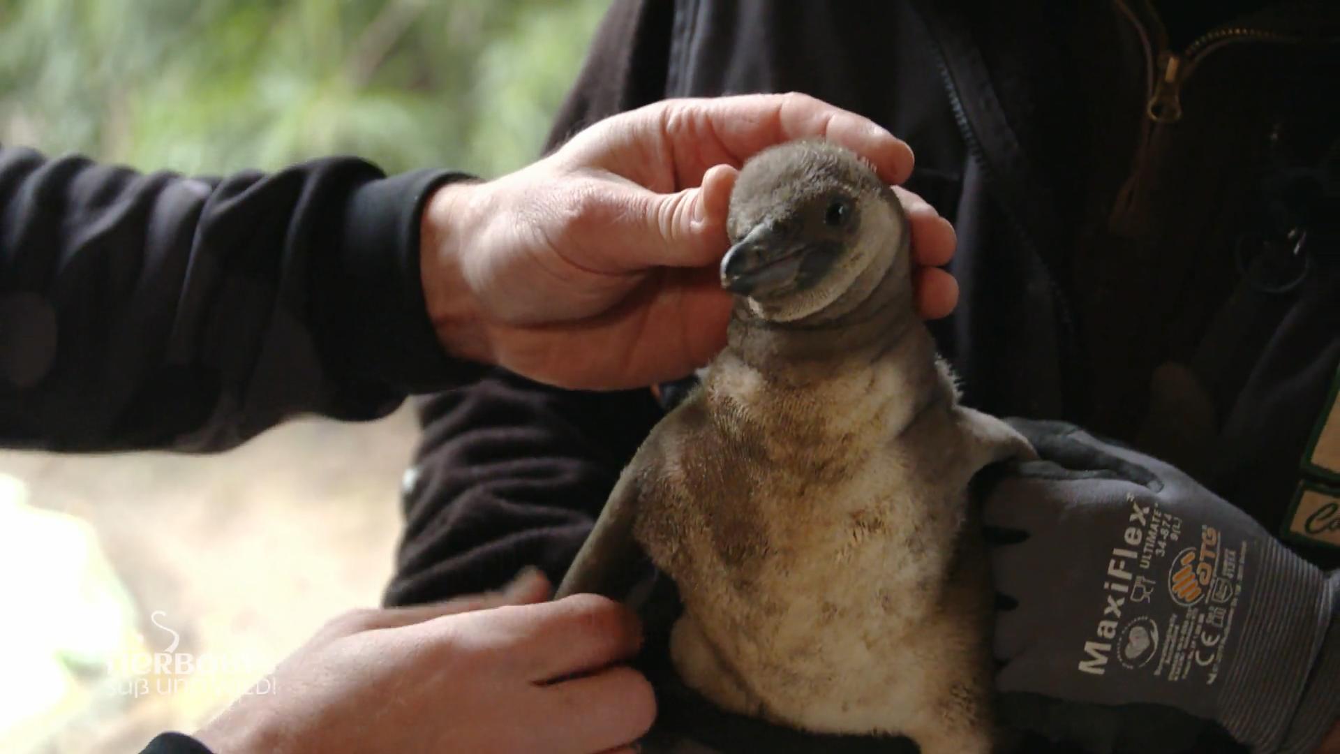 Die Humboldt-Pinguine entwickeln sich prächtig