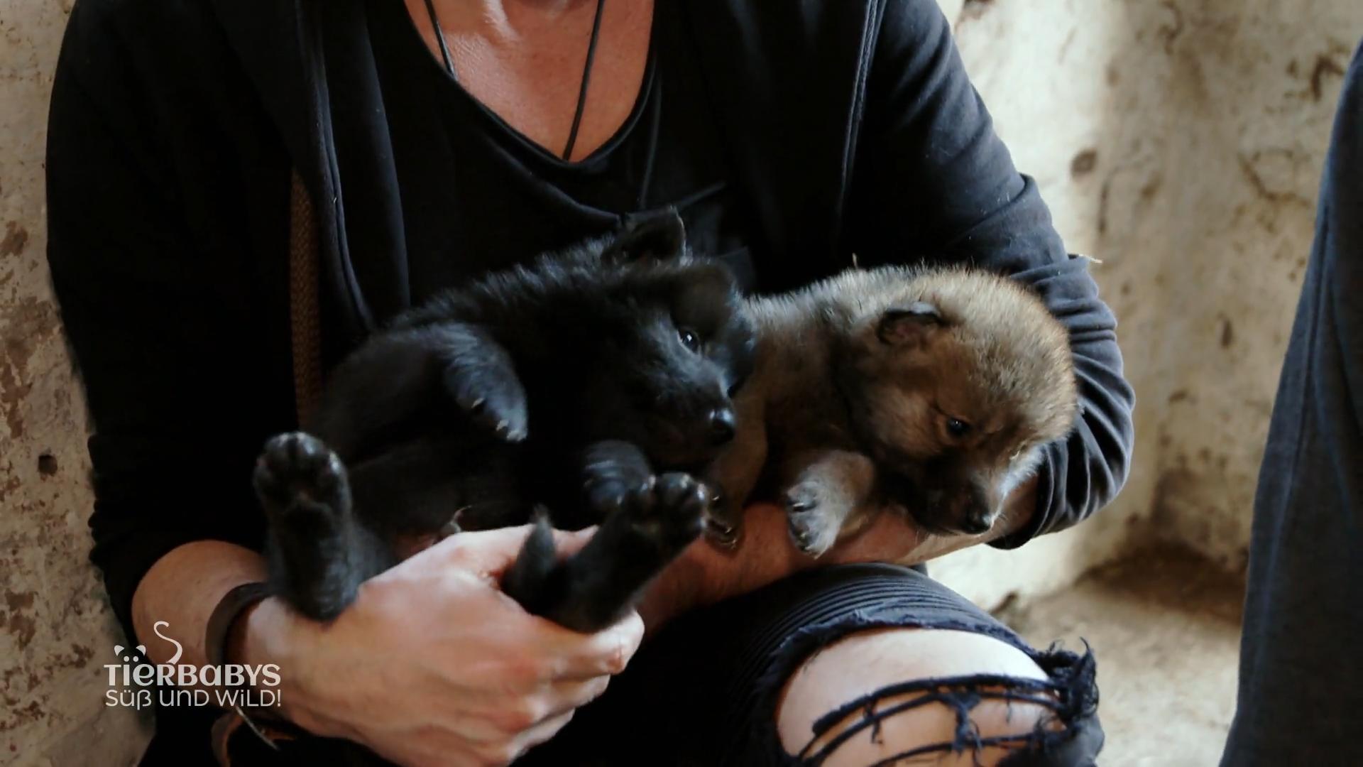 Die Wolfhundbabys ziehen um