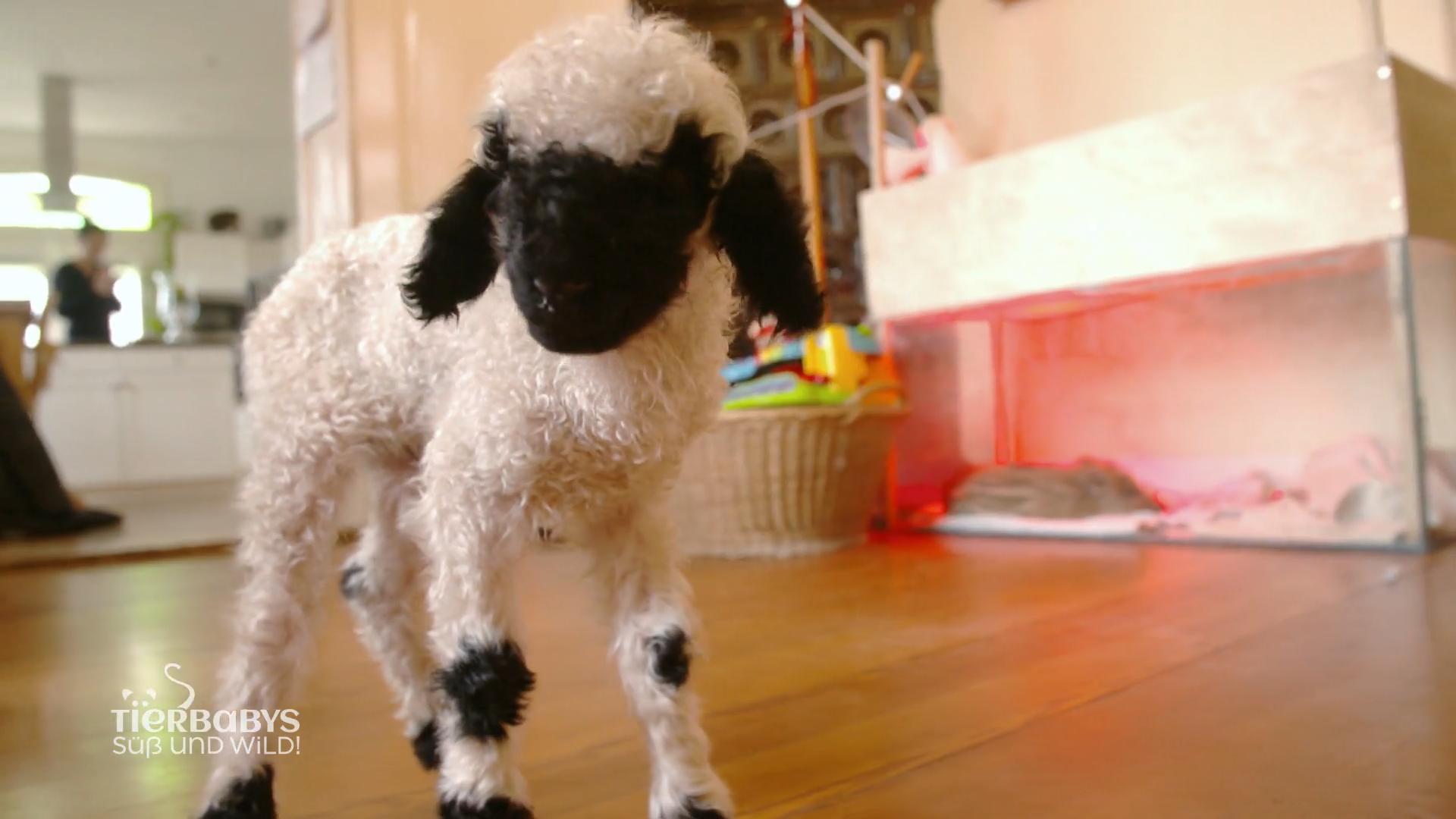 Eine echt tierische Großfamilie