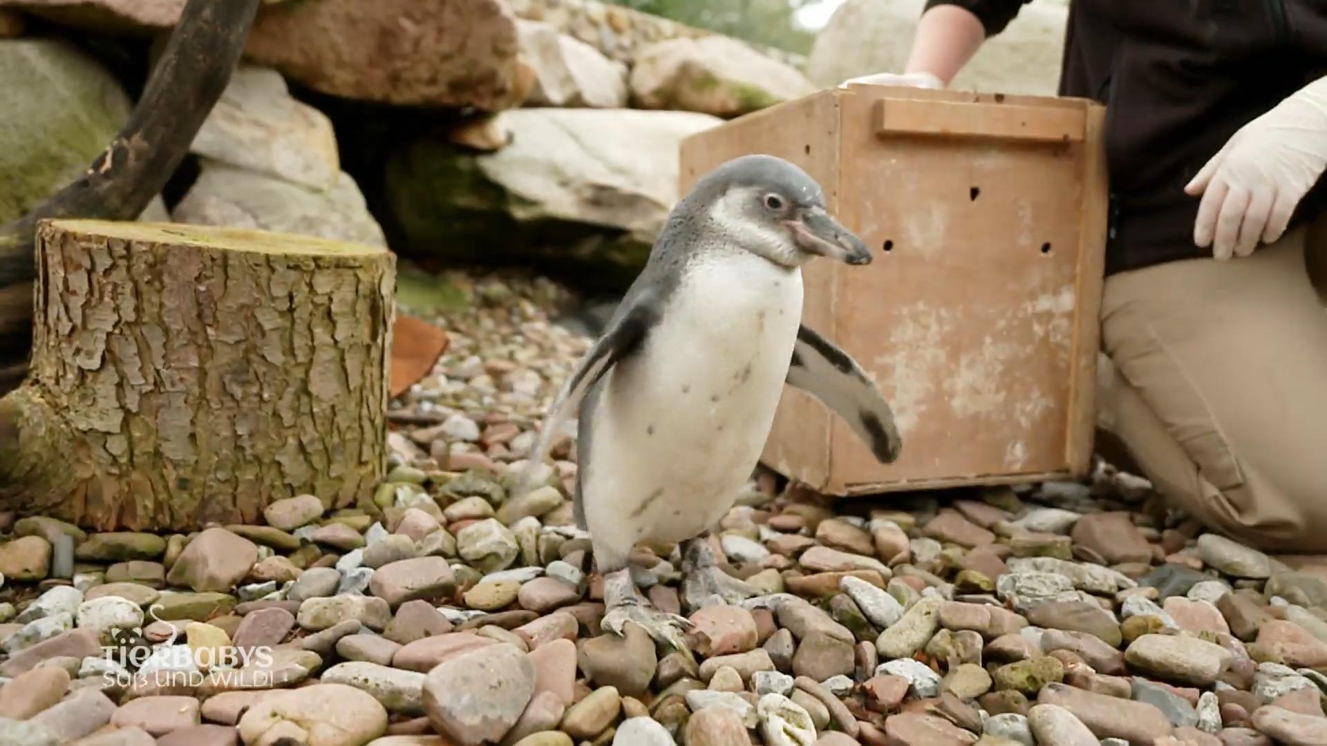 Neue Umgebung für die Pinguin Babys