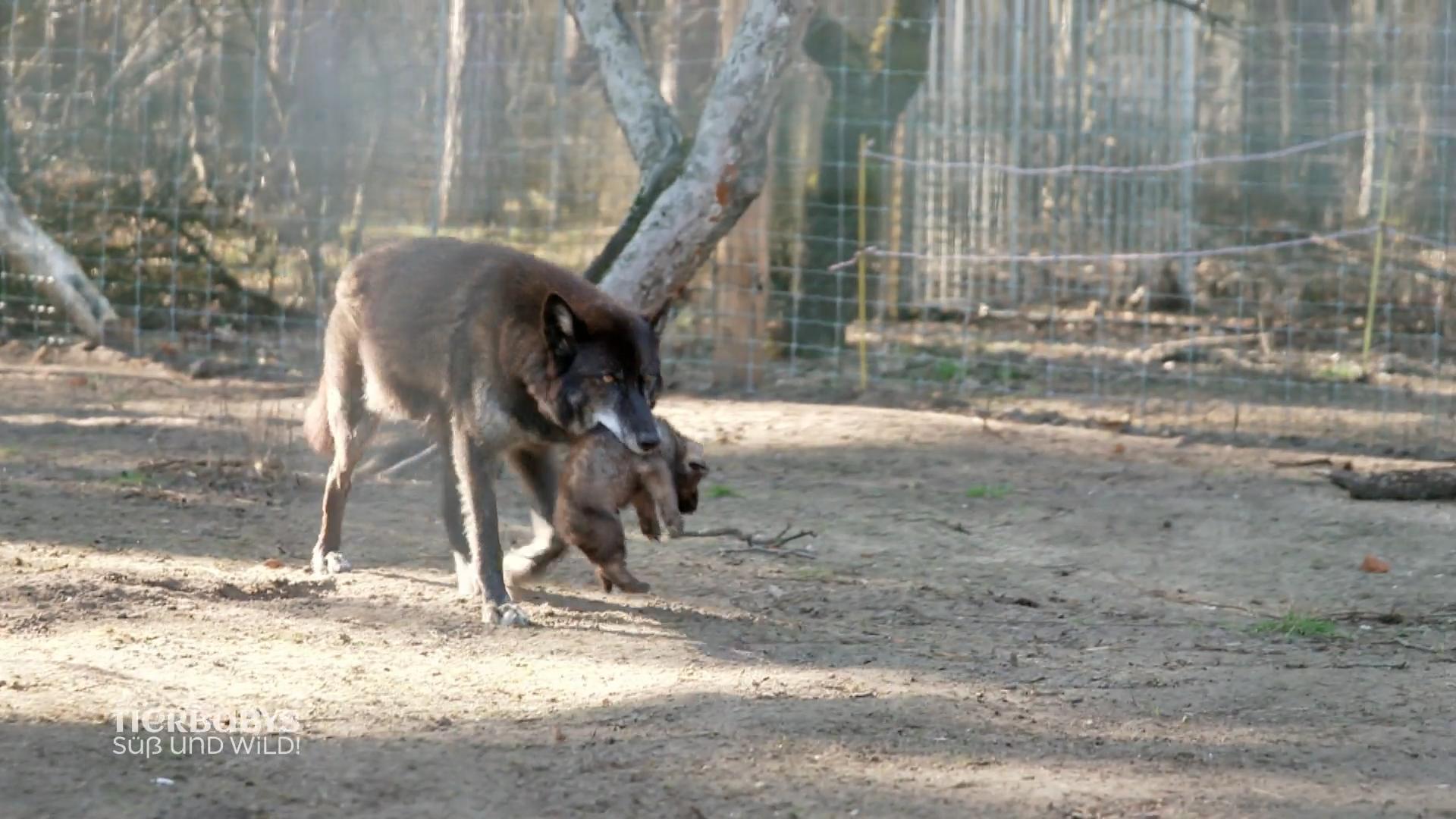 Wolfhundmama sucht sicheres Plätzchen für die Kleinen