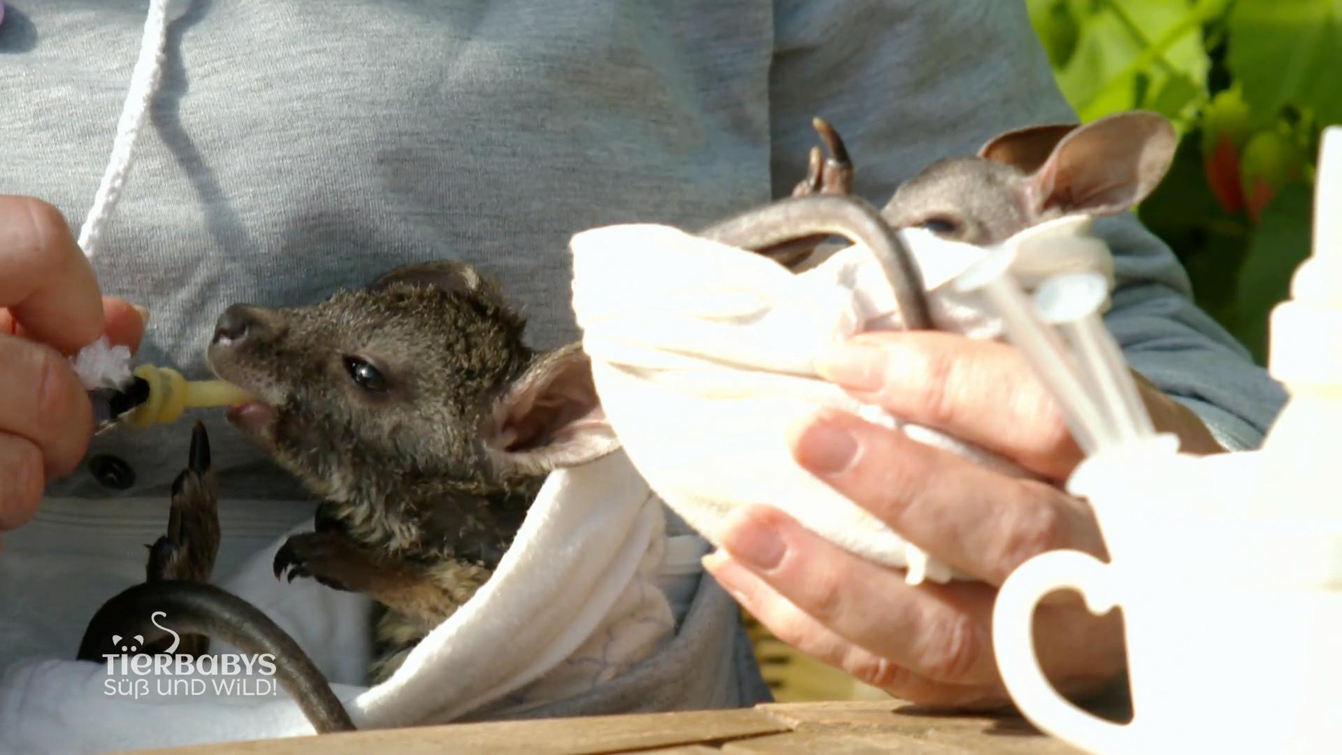 Känguru Krümel erreicht seine ersten Meilensteine