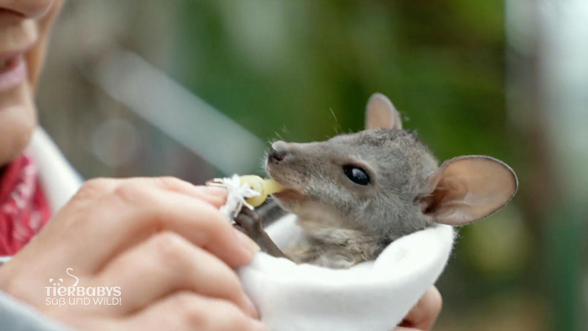 Ein Kängurubaby nach dem anderen