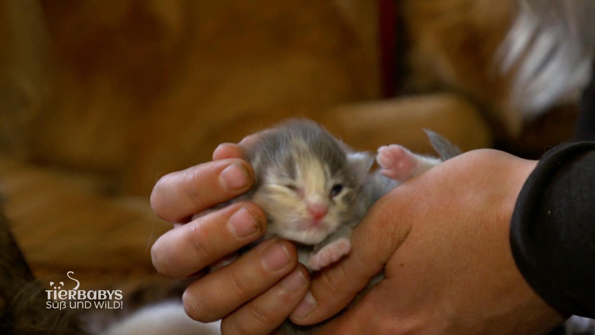 Kittens trotz Kastrierung