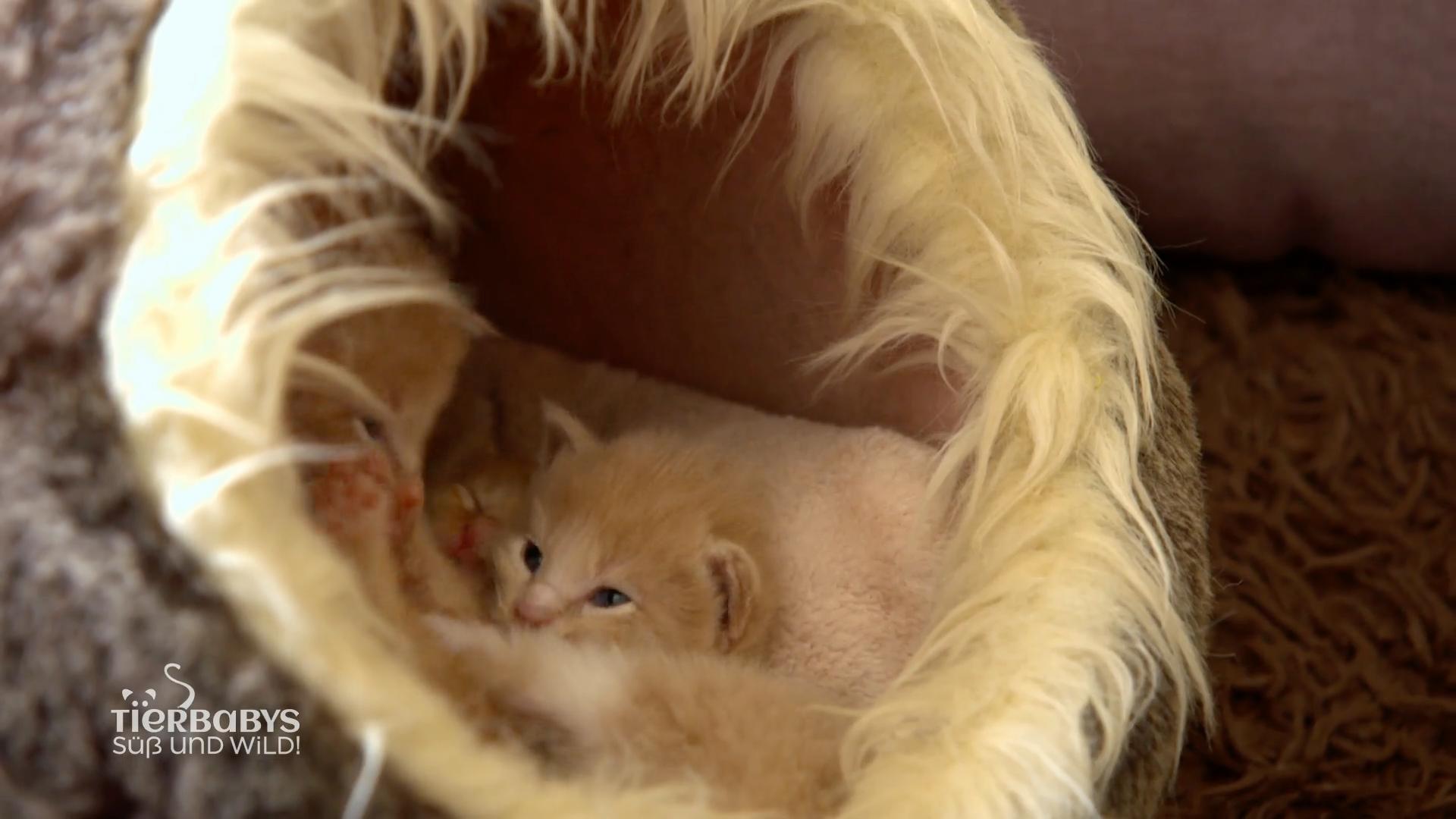 Die Katzenbabys kommen nach draußen