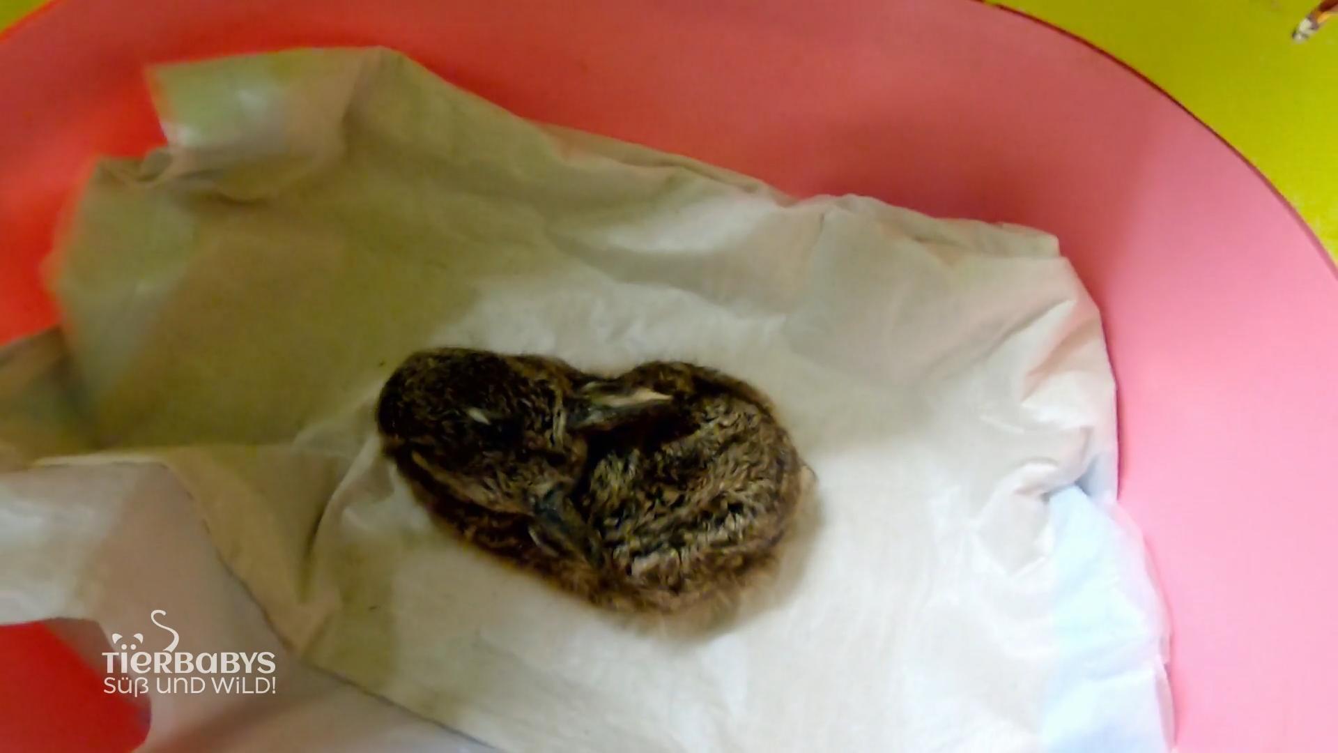 Klopfer kämpft ums Überleben