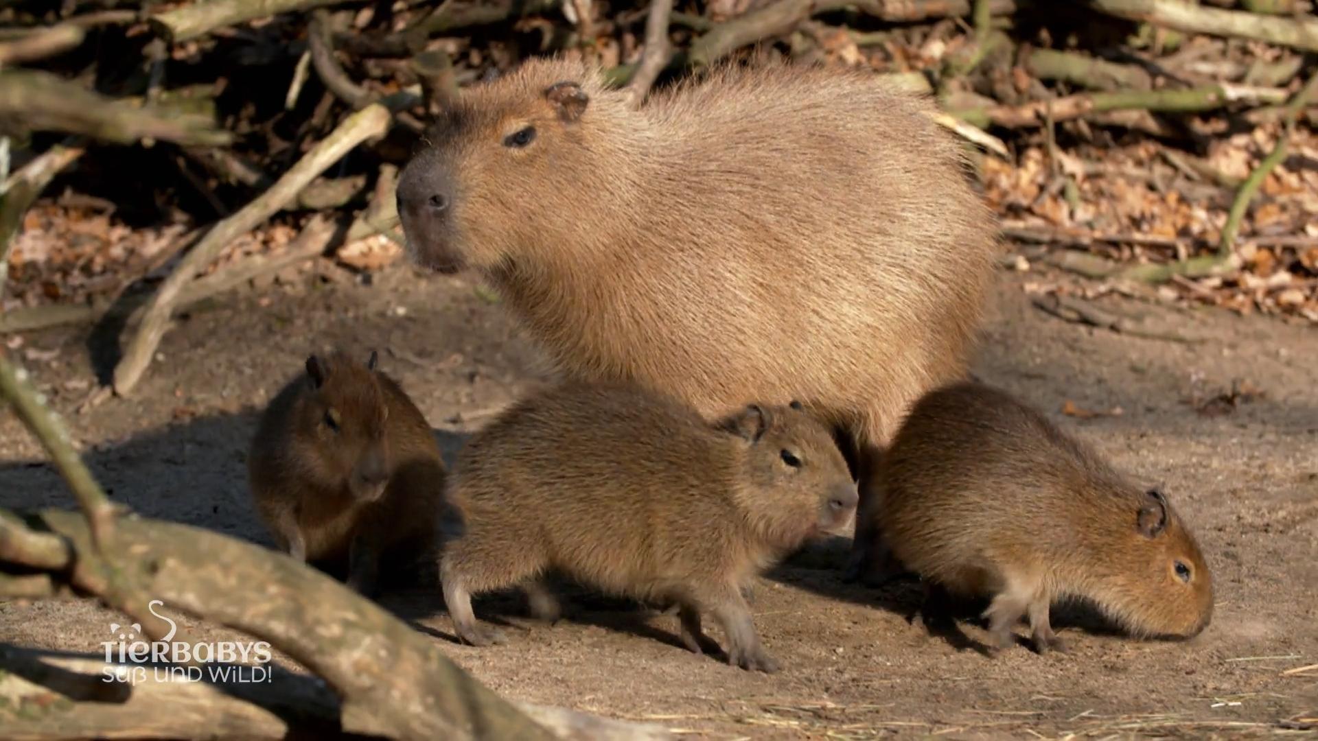 „Die größten Nagetiere der Welt“