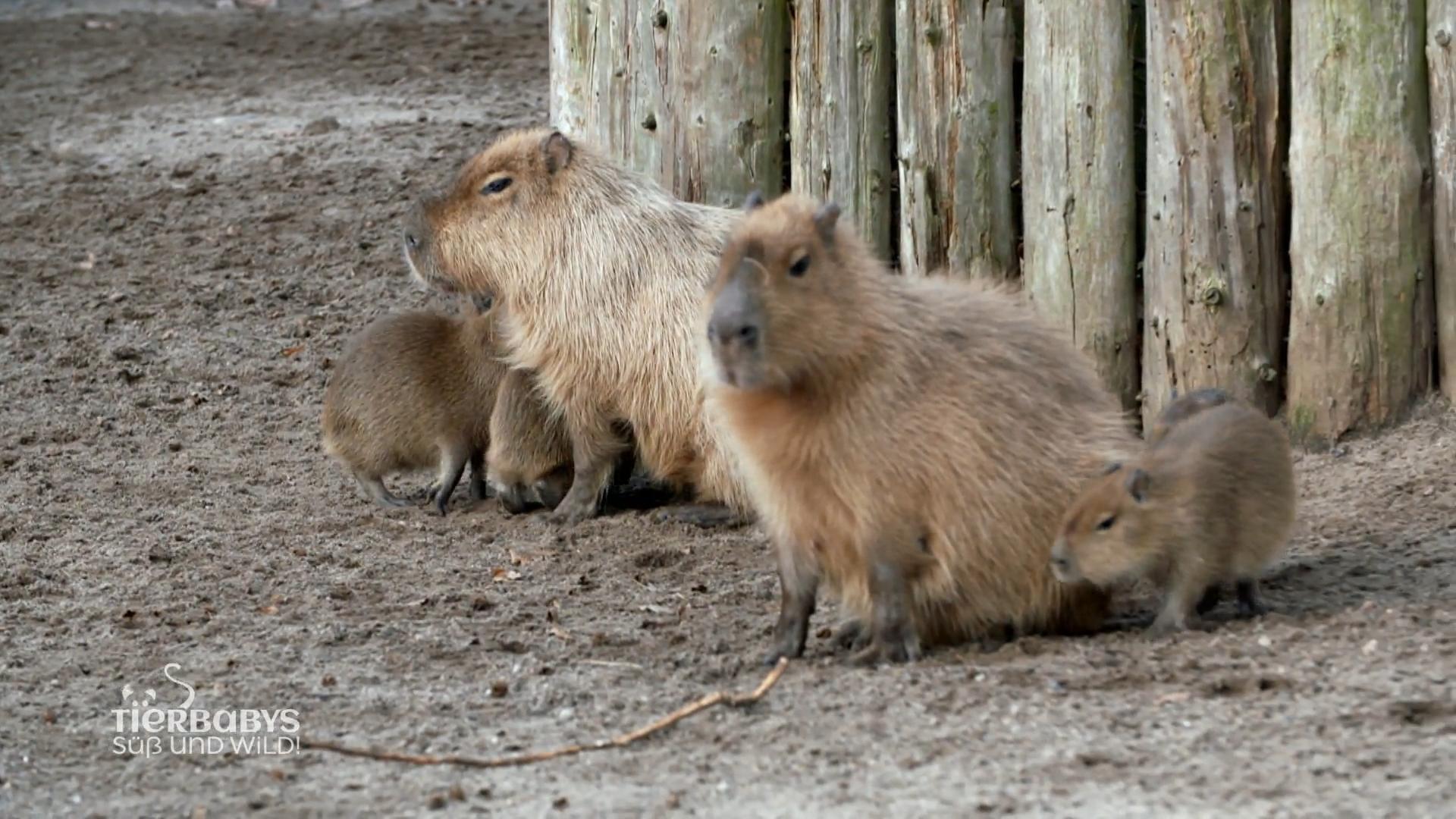 Eine Wasser Toilette für Wasserschweine