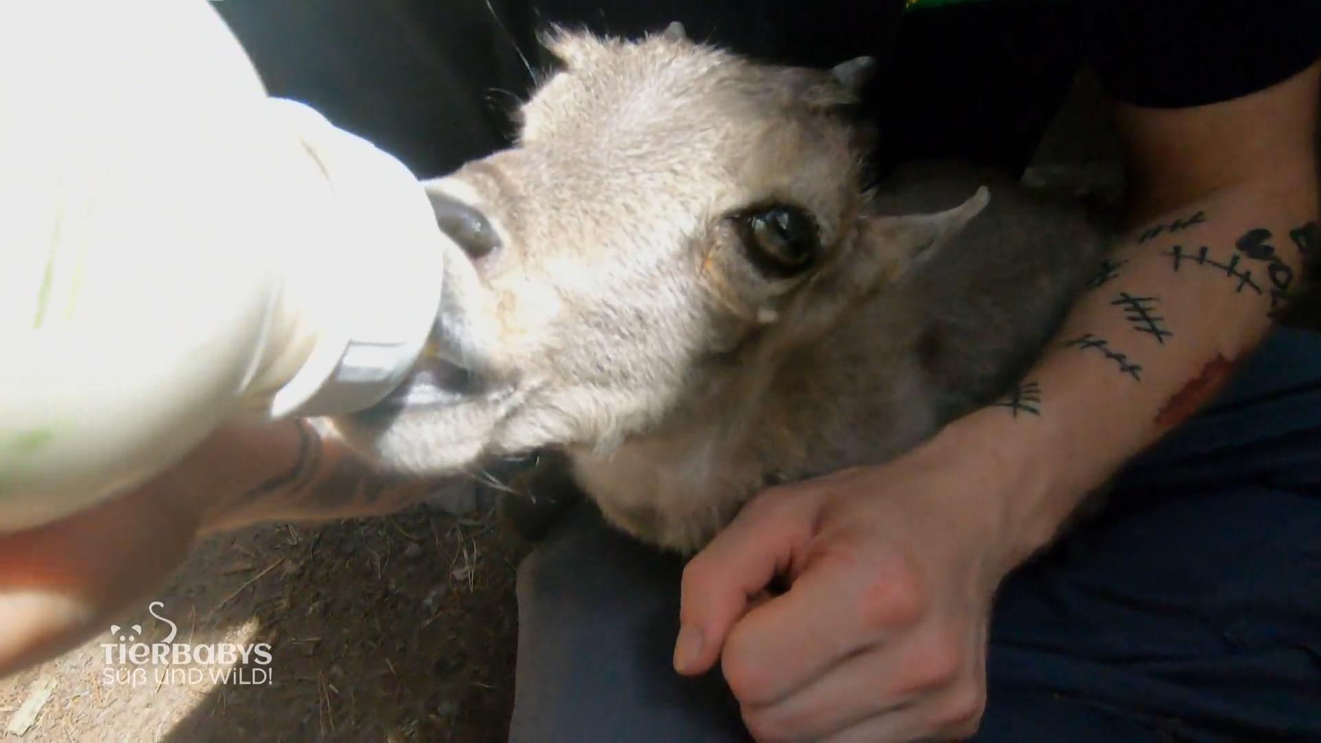 Idas Ziehvater gibt alles für den Steinbock