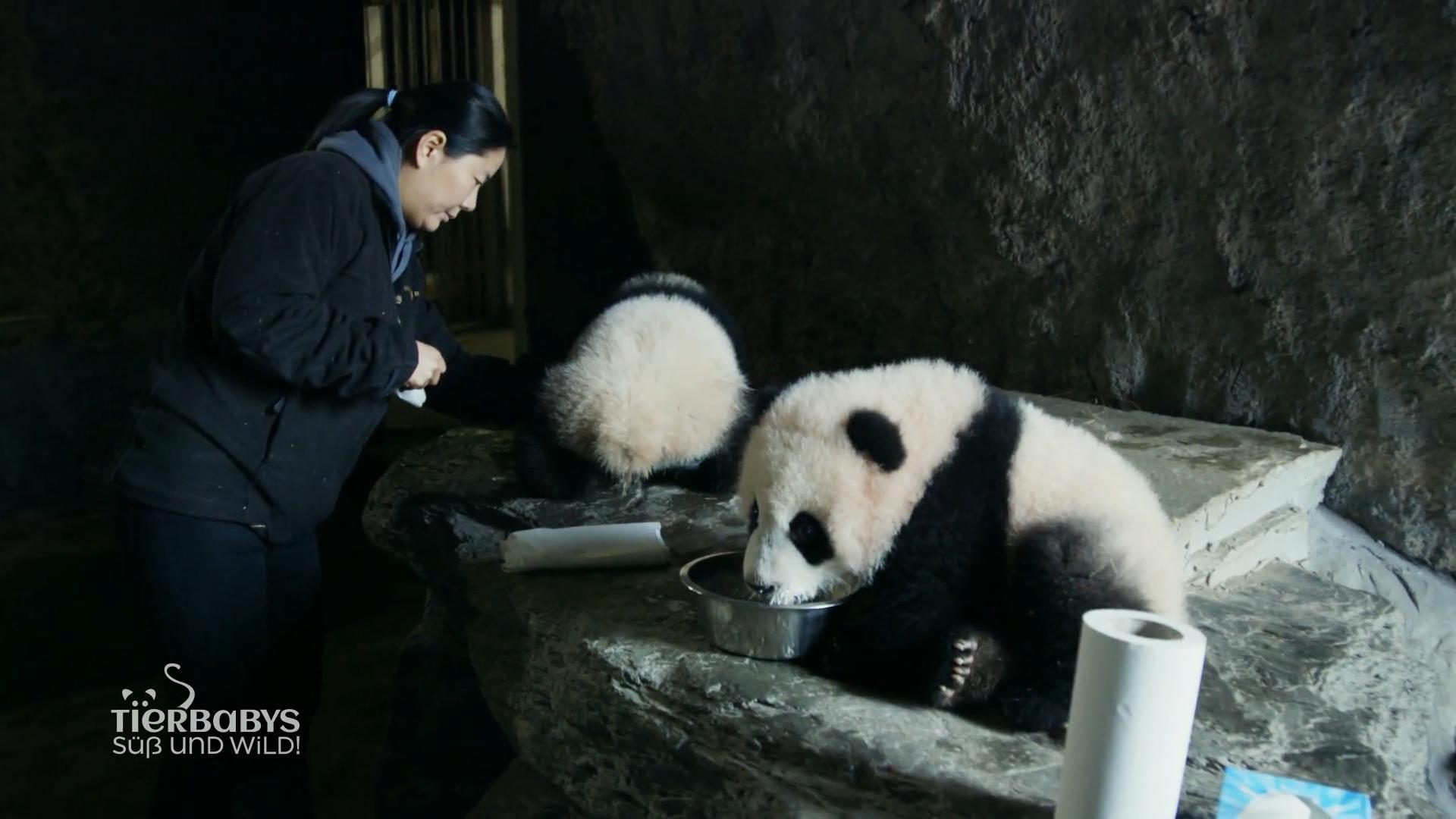 Pandas können keine Fettreserven anlegen
