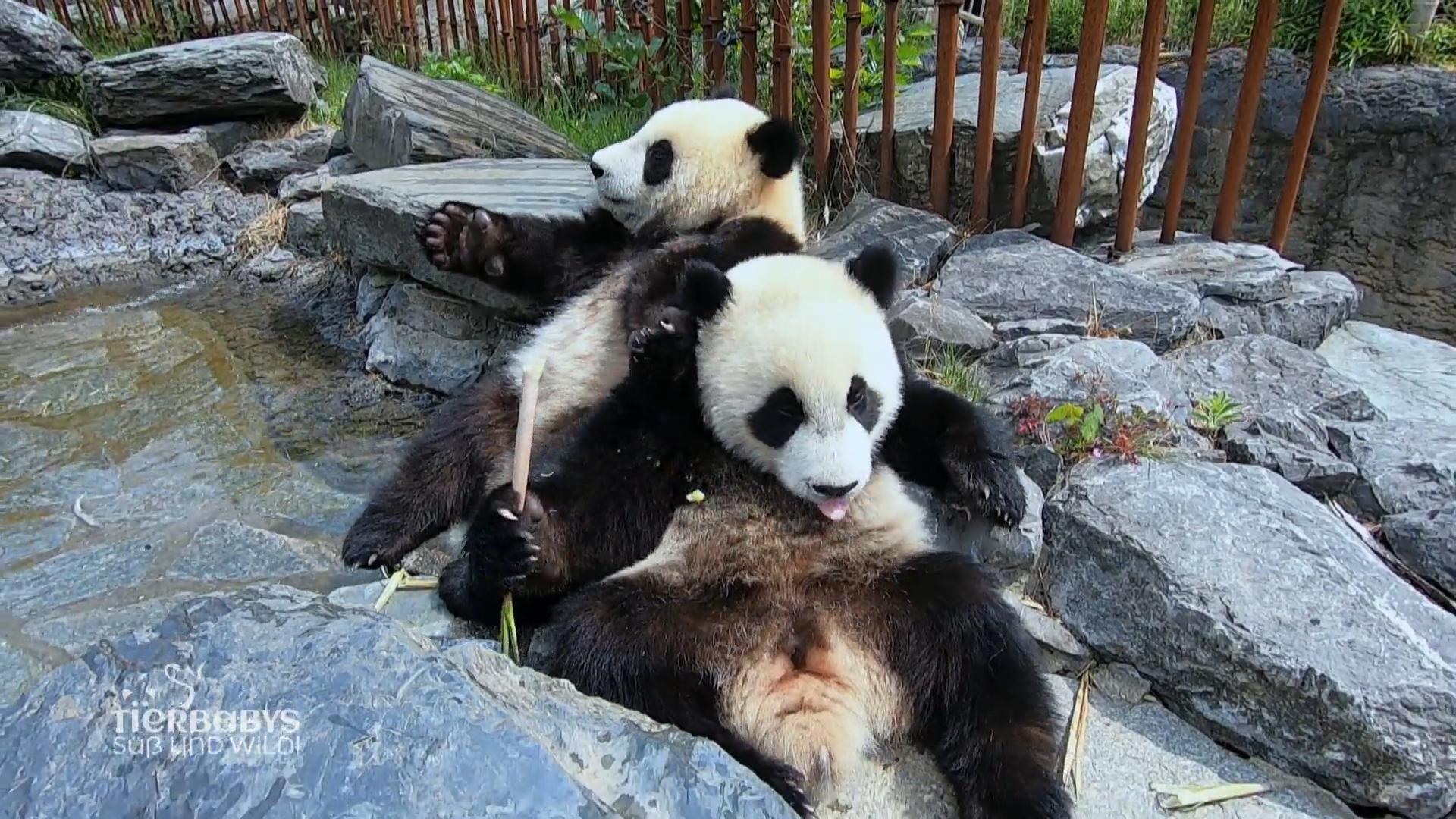 Beide Jungtiere sollen gleich gut aufwachsen