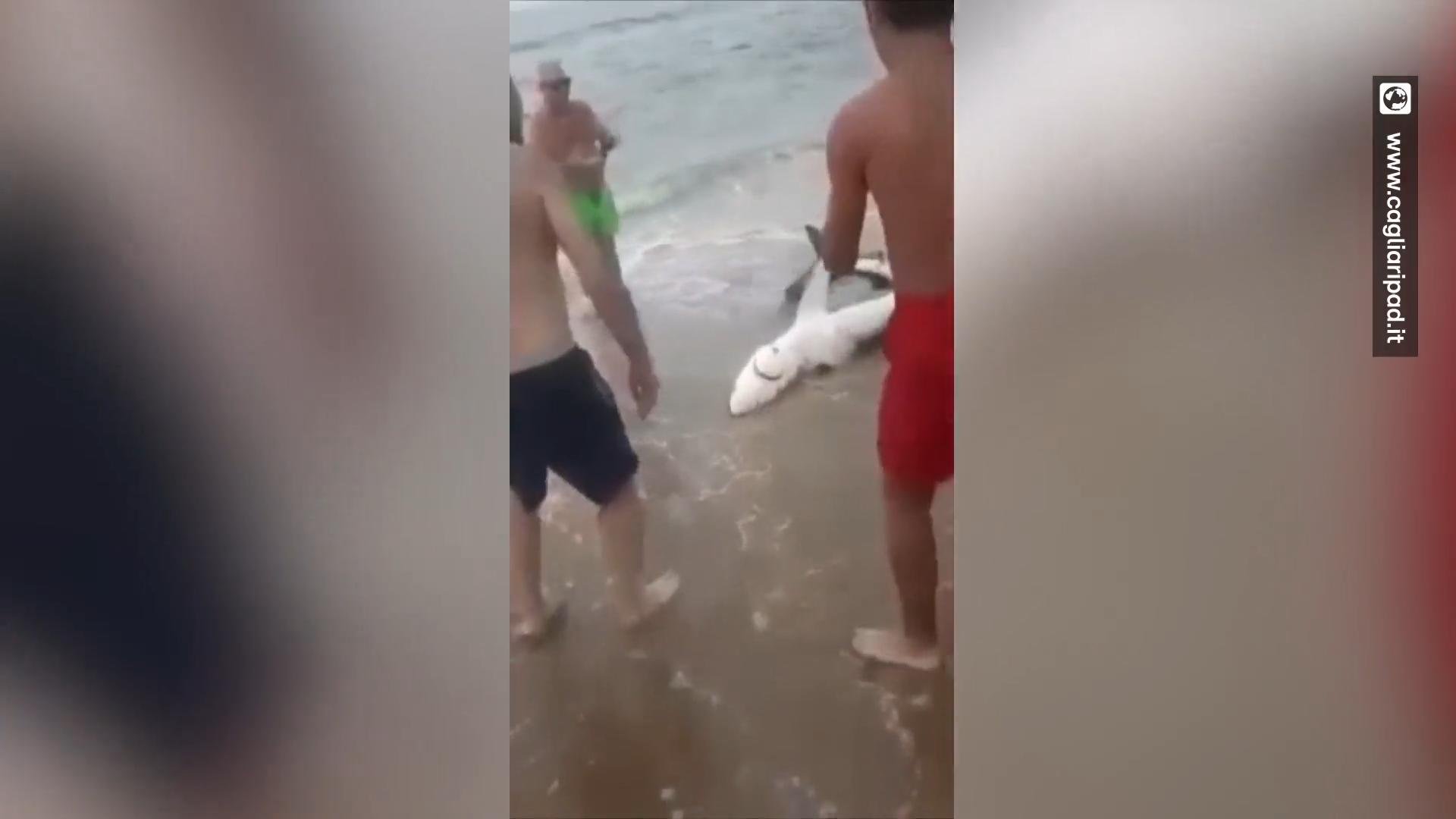 Touristen ziehen Hai aus Wasser - und posieren mit ihm!