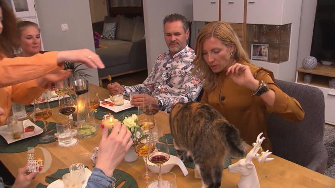 Katzen sind nicht jedermanns Sache - besonders nicht auf Dinner-Tischen