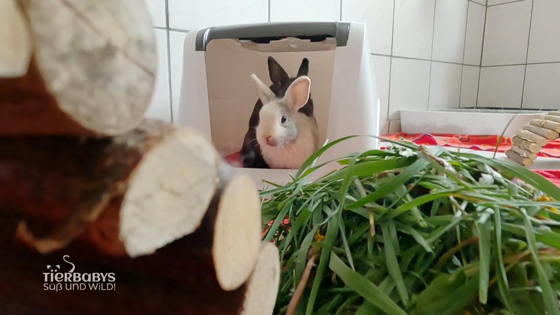 Die Katzen finden hier Zuflucht