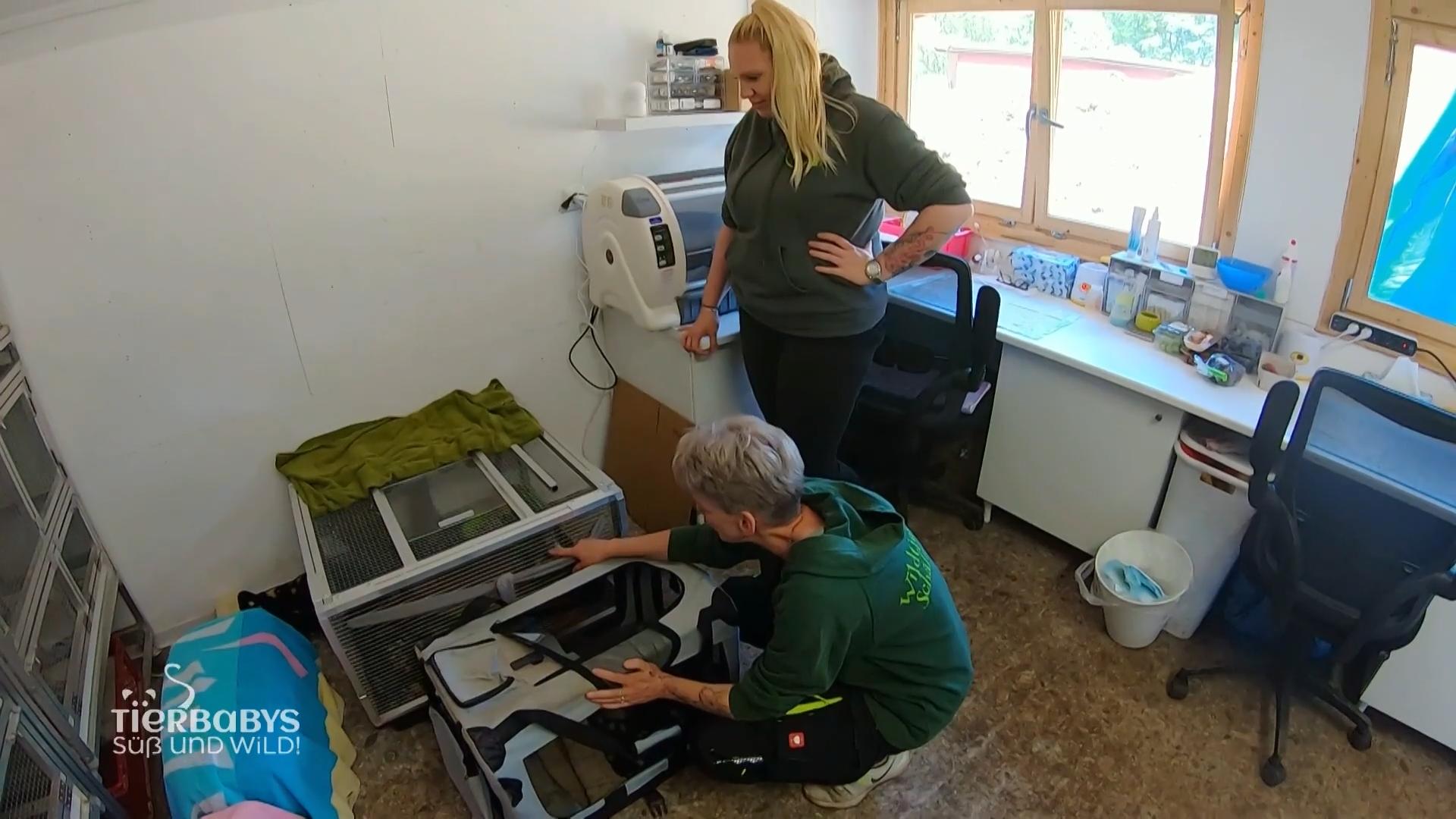 Die Marder kommen bald in die Freiheit