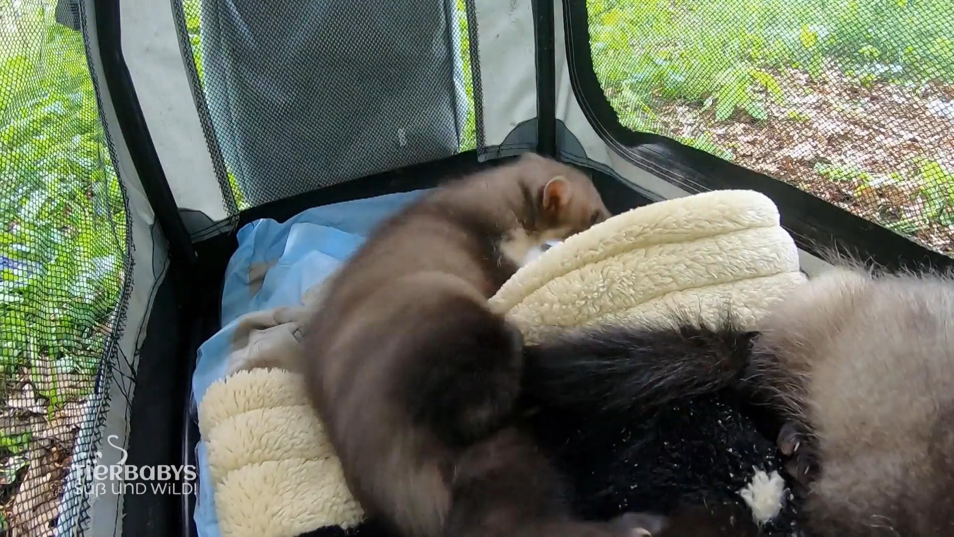 Bald sind sie in Freiheit