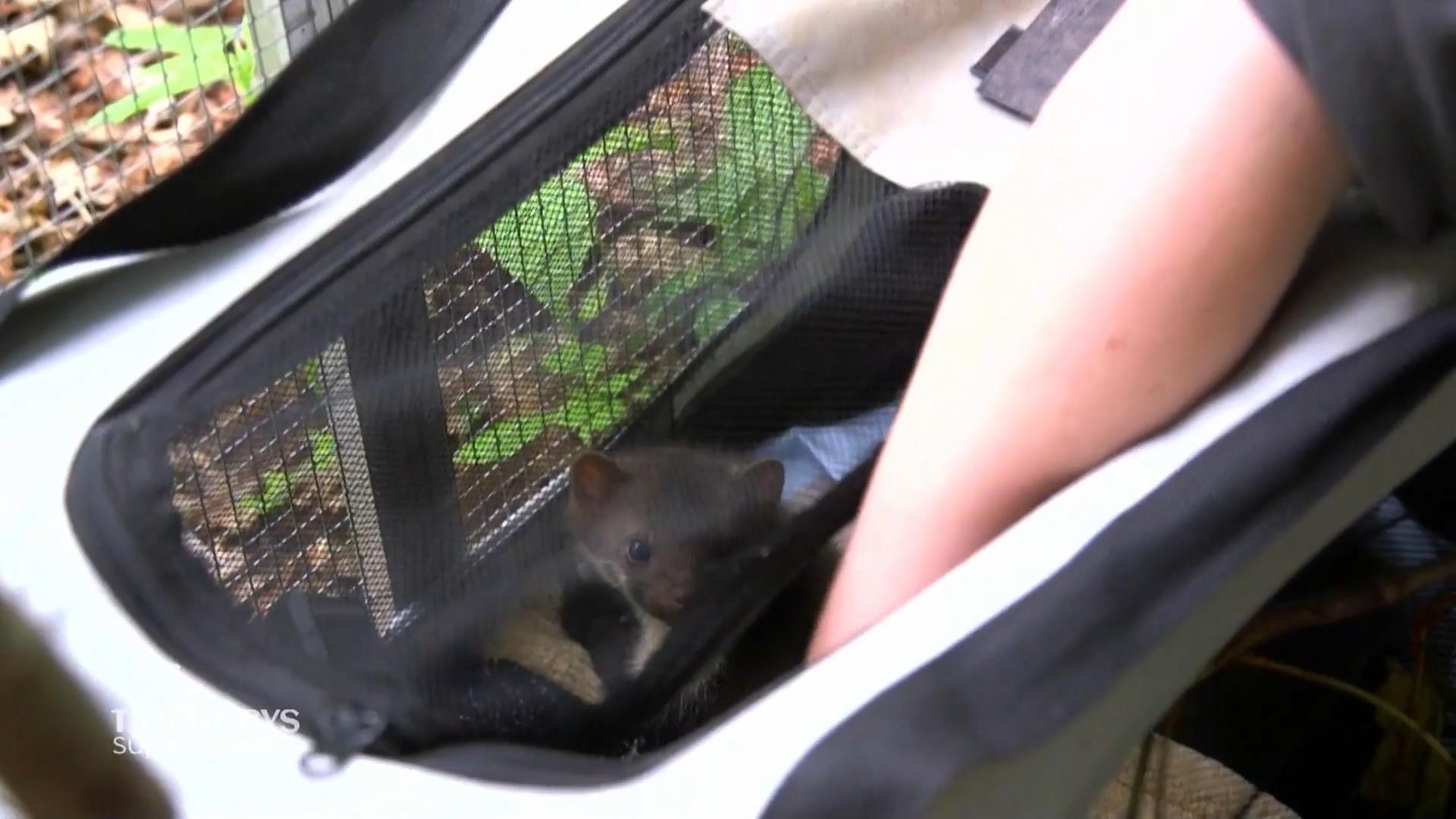 Die Marder werden freigelassen