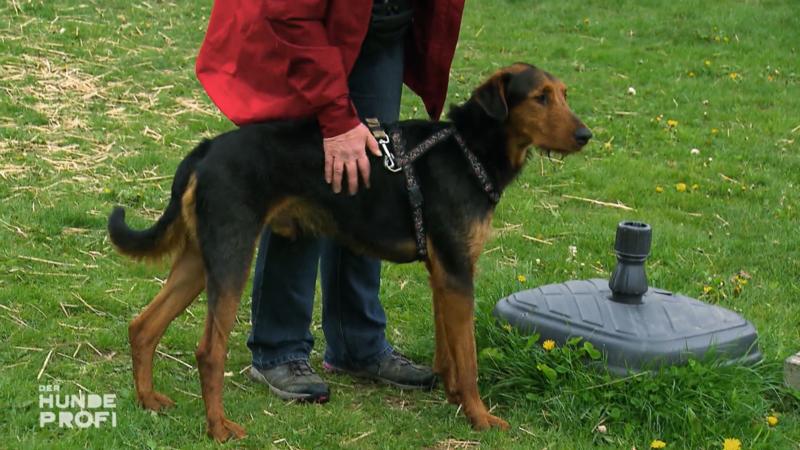 Sozial motiviert: dieser Hund zeigt seine Aggressionen