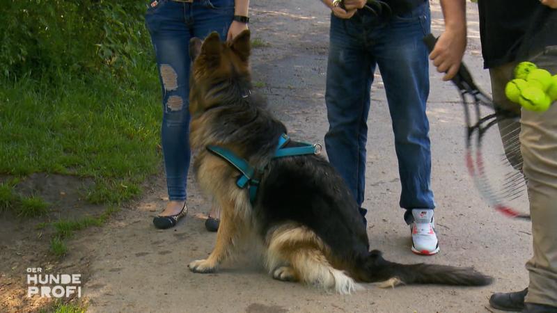 Martin Rütter will Hündin Laika die Angst nehmen