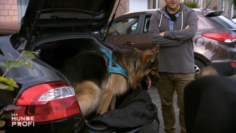 Laika hat Fortschritte gemacht