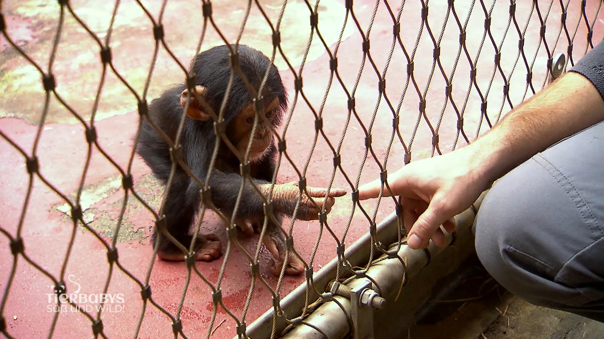 Von Wildkatzen bis Affen