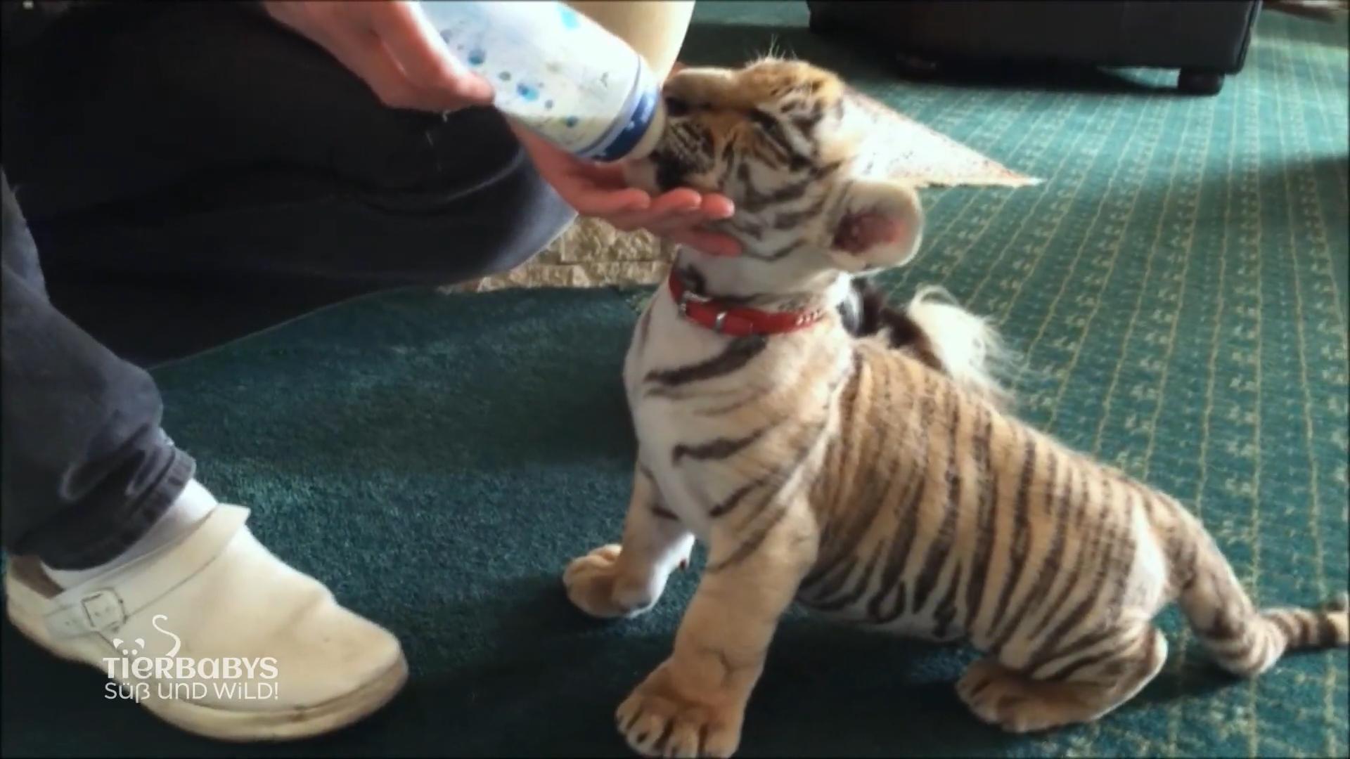 Diego das Findelkind