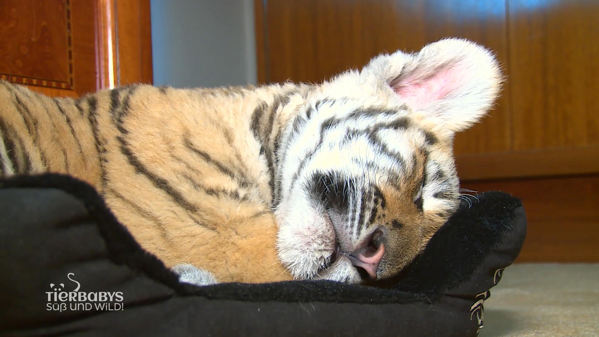 Tigerbaby im Wohnzimmer