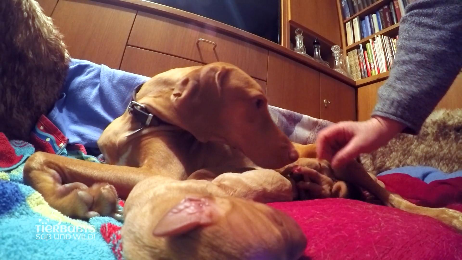 Eine stressige Geburt