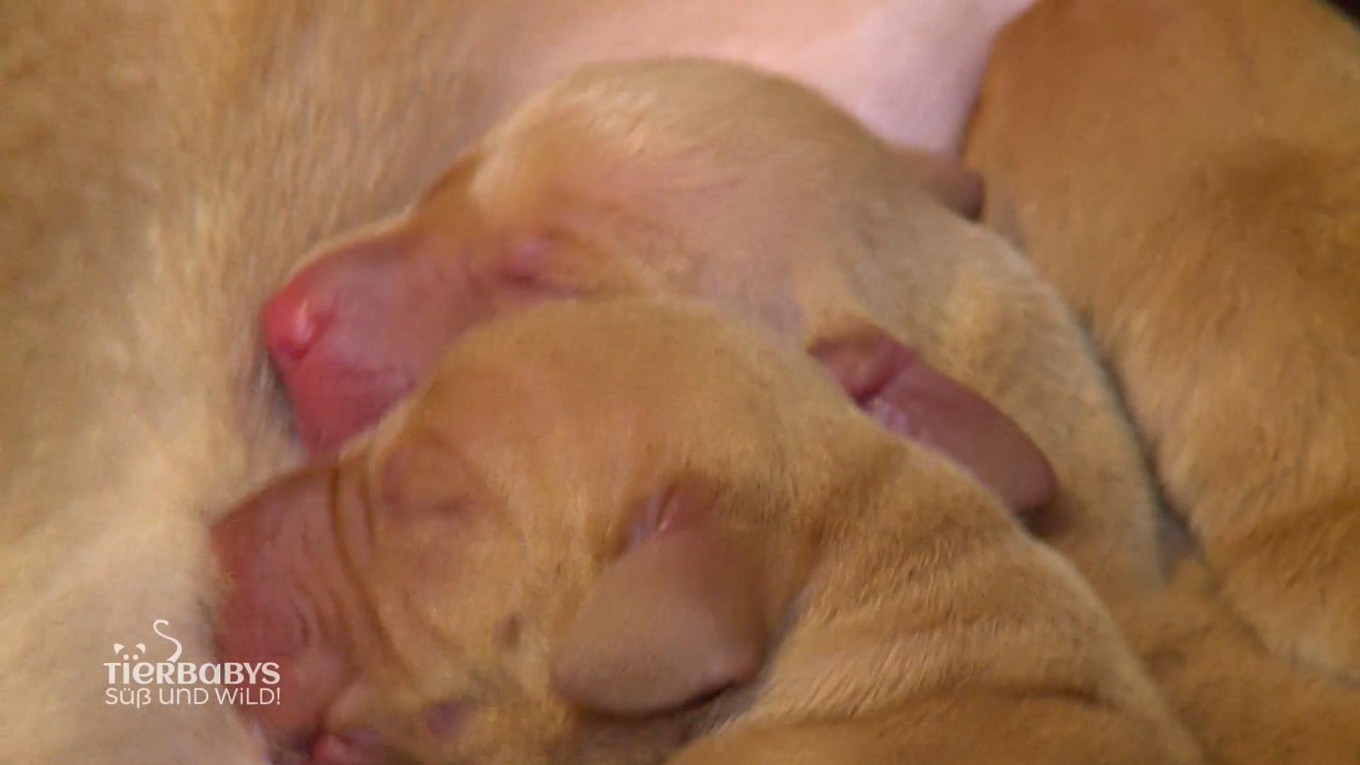 Hundegeburt, eine Schwerstarbeit