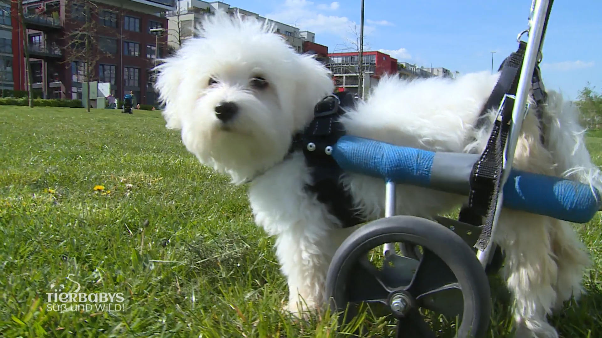 Lotta saust im Rollwagen durch Düsseldorf