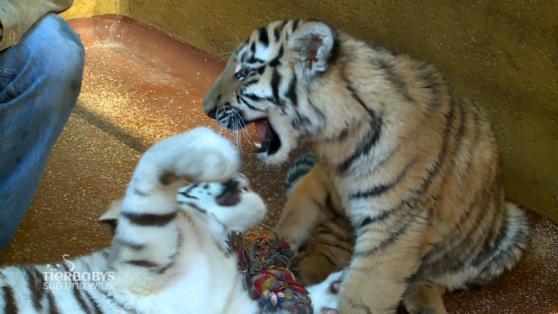 "Jetzt können die beiden toben und spielen ohne Ende"