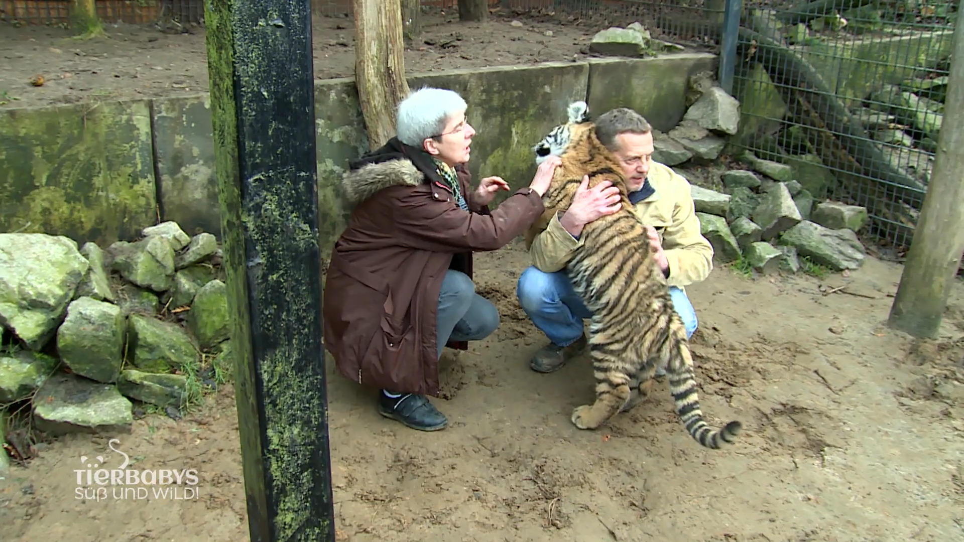 Aufgeregtes Tigerbaby sucht Spielgefährten