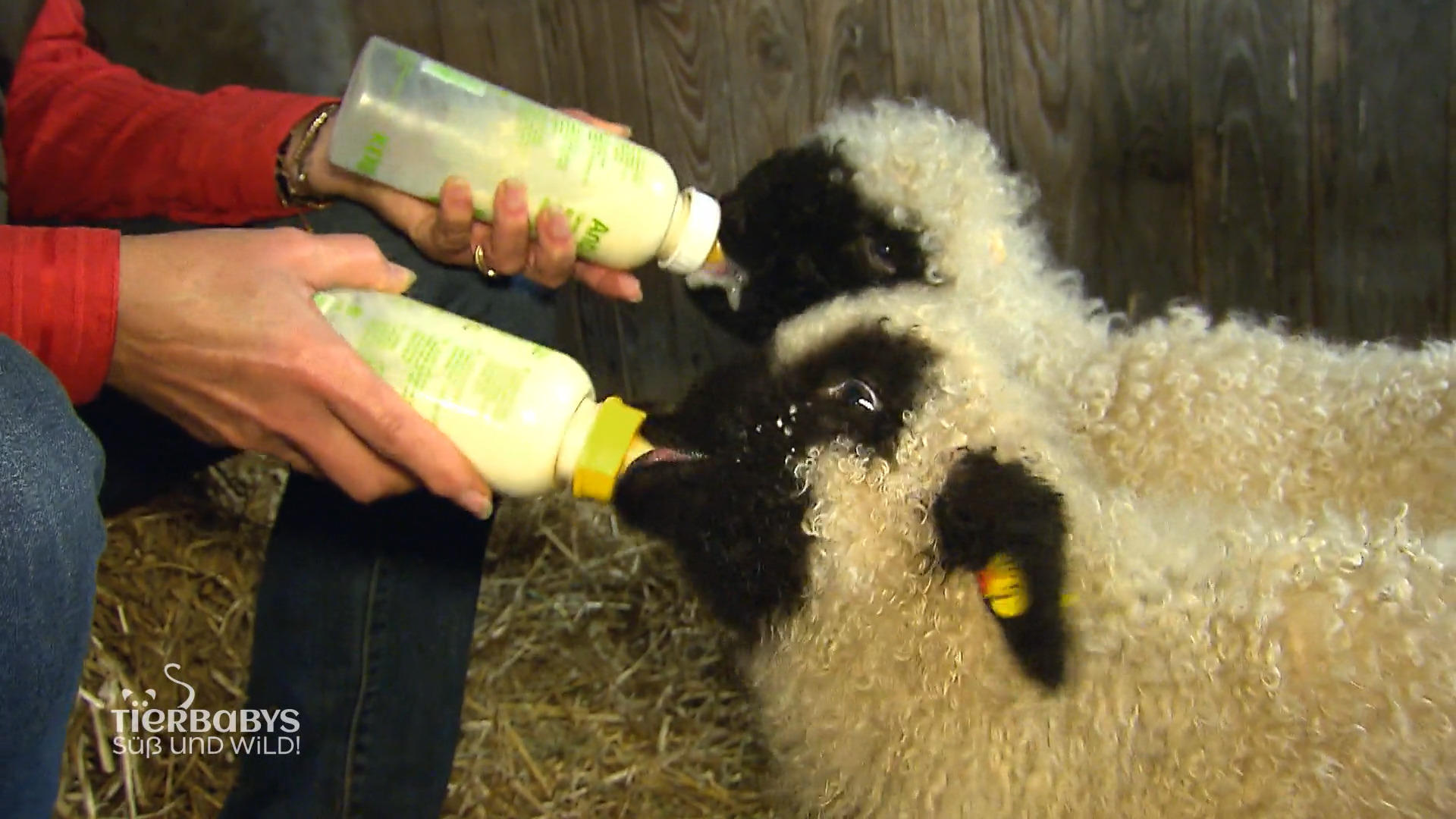 "Die sehen aus wie Shaun das Schaf"